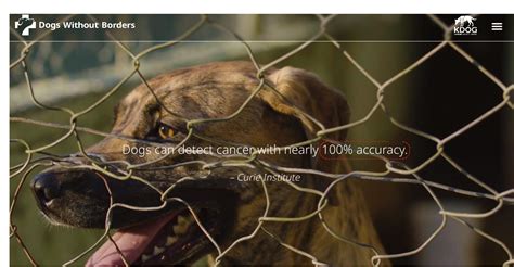 Dogs without borders - This page contains rescued dogs who will be available for adoption soon or are currently available to foster, foster to adopt or adopt. Check back with us daily as we are always assessing new dogs as potentially coming in to the rescue! …